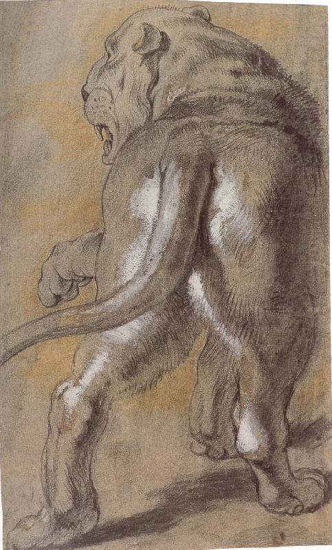 Lion, Peter Paul Rubens